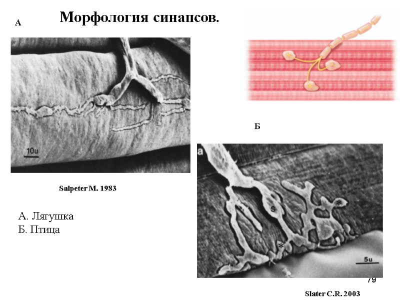 79 А. Лягушка Б. Птица Морфология синапсов.  А Б Salpeter M. 1983 Slater